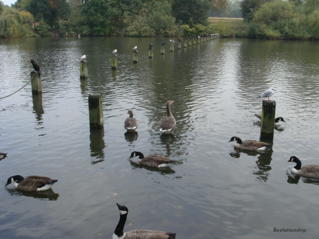 Hyde Park_001