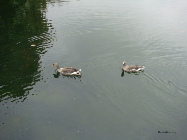 St.James's Park Lake_002