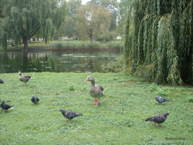 St.James's Park Lake_003
