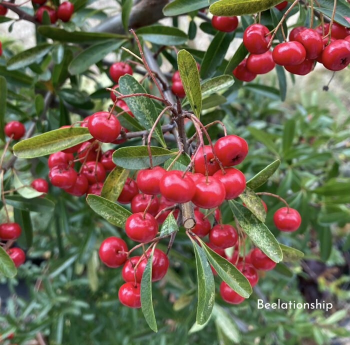 Pyracantha